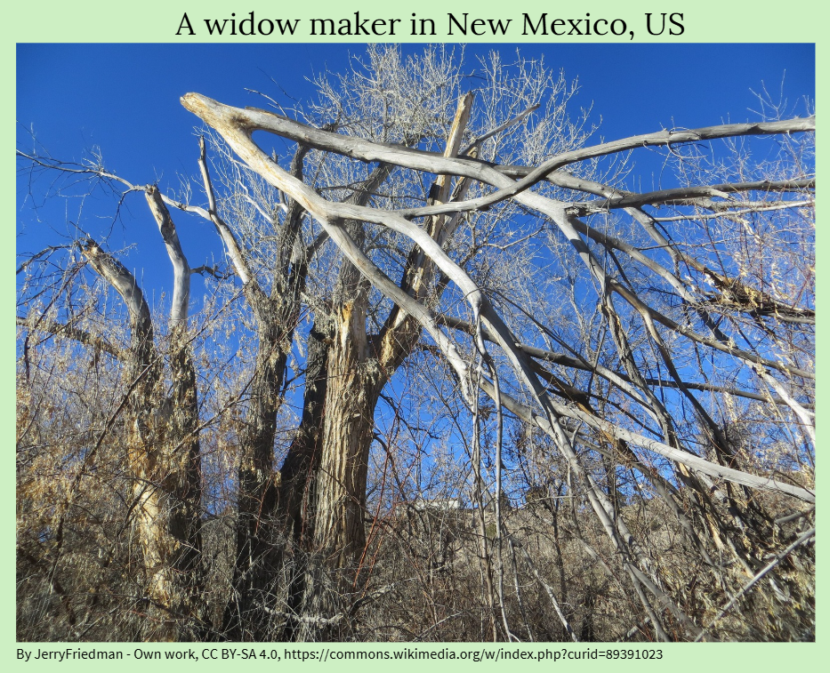 Example of widow-maker hazards to watch for when selecting a shelter site